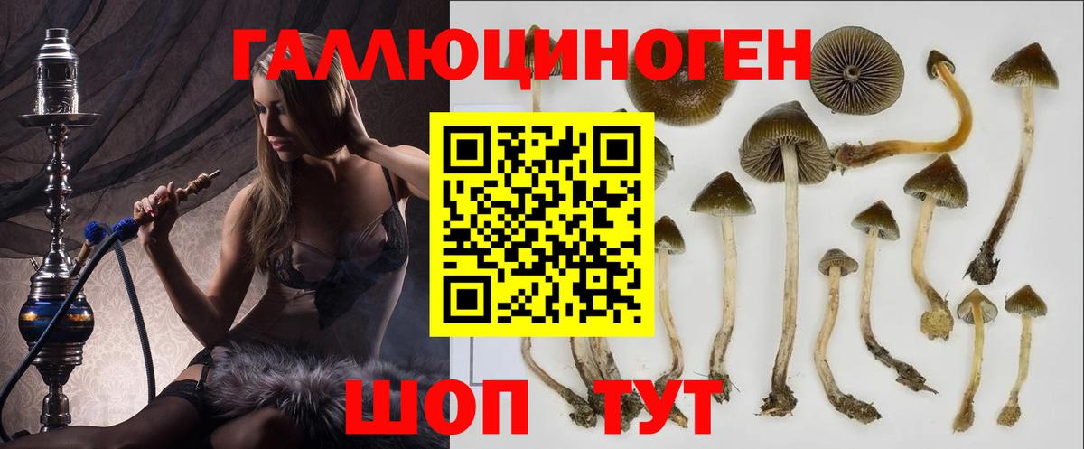 Галлюциногенные грибы Psilocybine cubensis Муром